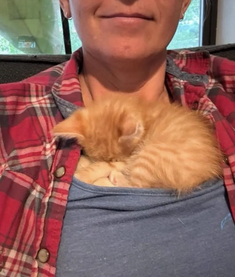 A baby medium-sized male Orange & White Tabby cat named Stewie for adoption in Palmdale, CA