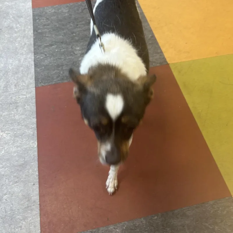A senior small-sized male White / Cream Mixed Breed dog named Bobo for adoption in Philadelphia, PA