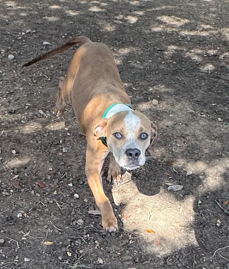 A young medium-sized male Staffordshire Bull Terrier dog named Bubba for adoption in Missouri City, TX
