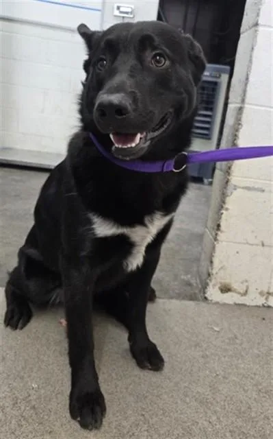 A young large-sized male German Shepherd Dog dog named Levi for adoption in San Bernardino, CA