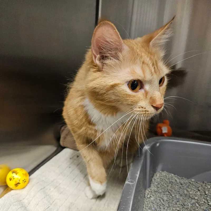 An adult medium-sized female Orange / Red Domestic Medium Hair cat named Joy for adoption in Hinsdale, IL