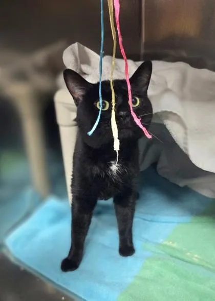 An adult large-sized male Domestic Short Hair cat named Mr. Bingley for adoption in Westland, MI