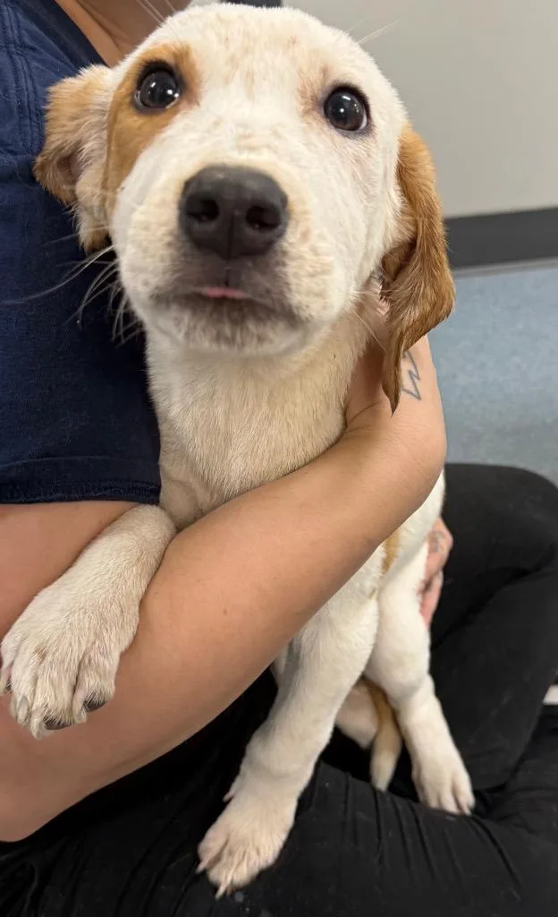 A baby large-sized male Mixed Breed dog named Chad for adoption in Sapulpa, OK