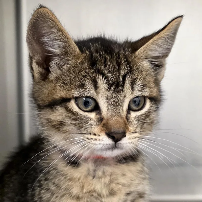 A baby small-sized female Brown / Chocolate Domestic Short Hair cat named Sundae for adoption in Santa Barbara, CA
