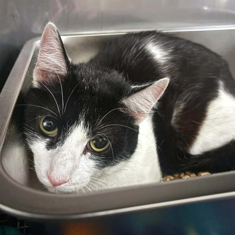 A young large-sized male White Domestic Short Hair cat named Shrimpie for adoption in PITTSBURGH, PA