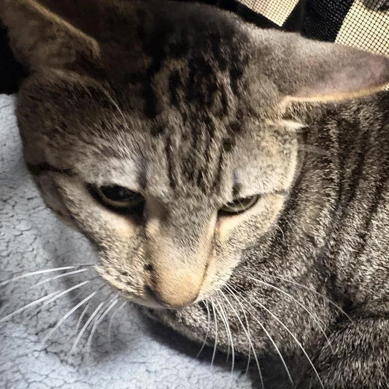 An adult large-sized male Domestic Short Hair cat named Boots for adoption in Newark, NJ