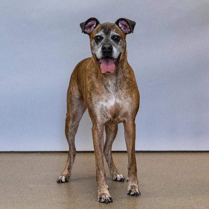 A senior large-sized male Brown / Chocolate Boxer dog named Thor for adoption in Council Bluffs, IA