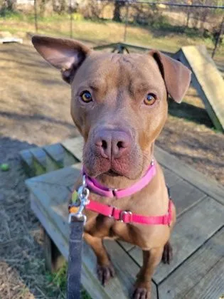 Lily Bug Bella thumbnail 2