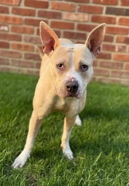 A young medium-sized female Pit Bull Terrier dog named Natalie for adoption in Bowling Green, KY