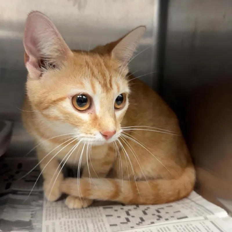 A young medium-sized female Orange / Red Domestic Short Hair cat named Mandarin for adoption in Shinnston, WV