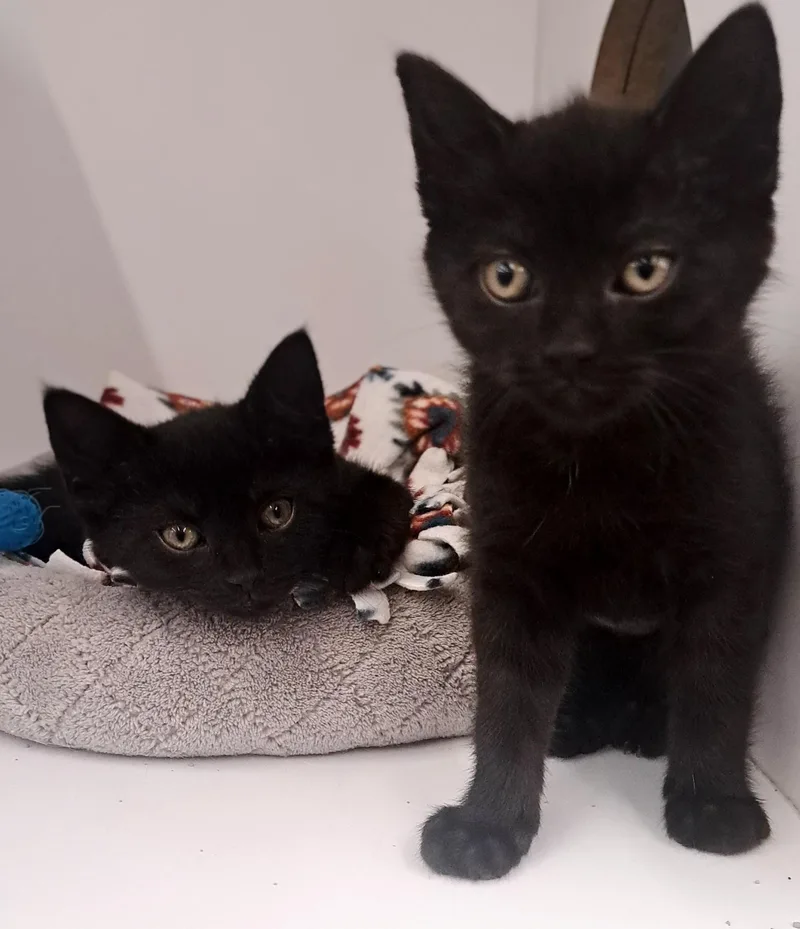 A baby medium-sized male Black Domestic Short Hair cat named Jack And Zach for adoption in Buffalo, NY