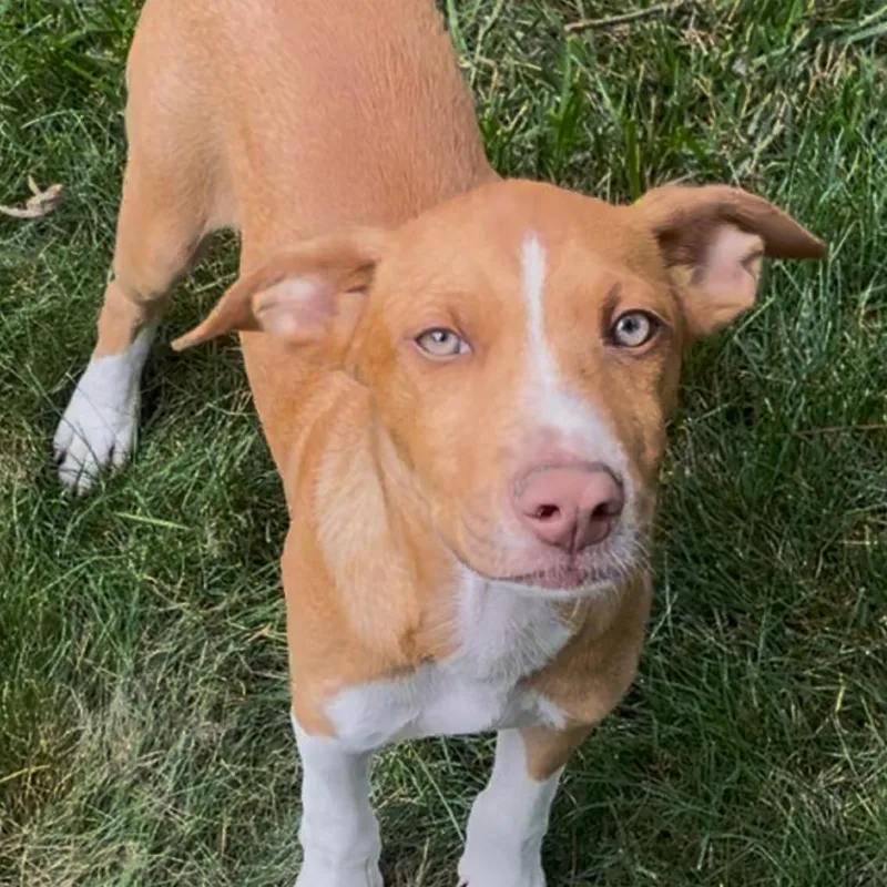 A baby small-sized male Brown / Chocolate Labrador Retriever dog named Blue Sky for adoption in Rockville, MD