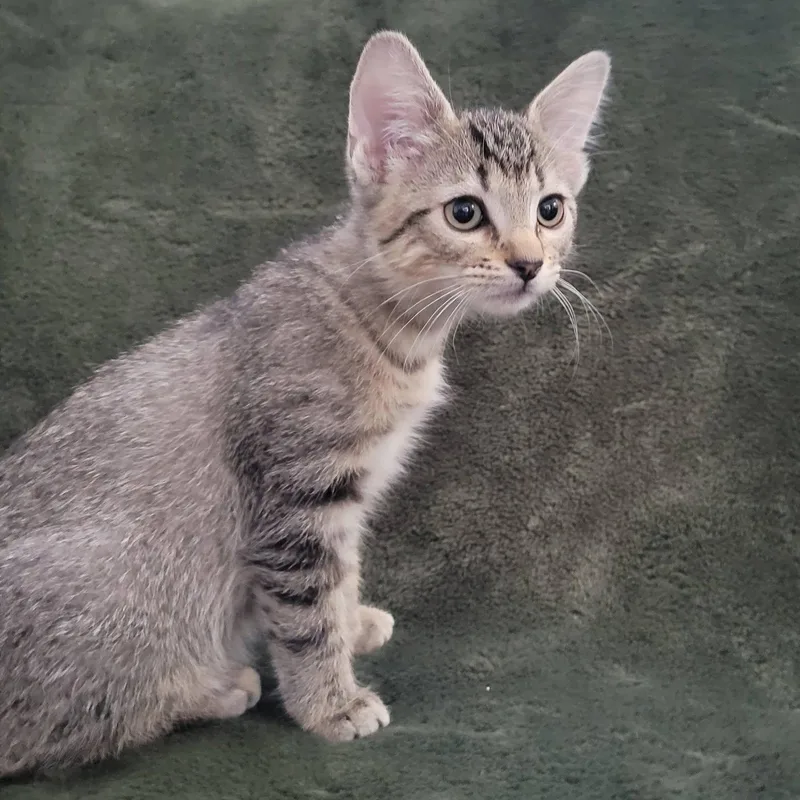 A baby medium-sized female Tabby (Gray / Blue / Silver) Domestic Short Hair cat named Arwen for adoption in Queen Creek, AZ