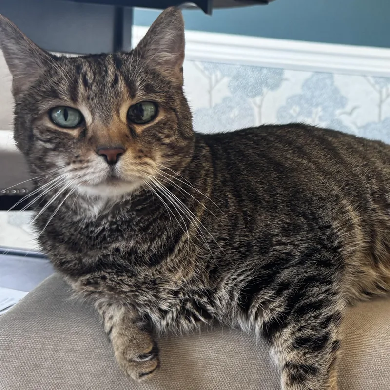 A senior large-sized female Domestic Short Hair cat named Lou for adoption in Rochester, WA