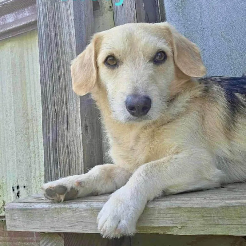 An adult small-sized male Tricolor (Brown, Black, & White) Beagle dog named Chevy for adoption in Madisonville, LA