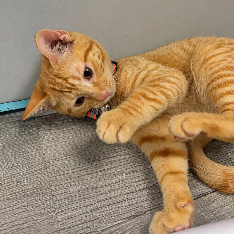 A baby small-sized male Orange / Red Domestic Short Hair cat named Rafiki for adoption in Mocksville, NC