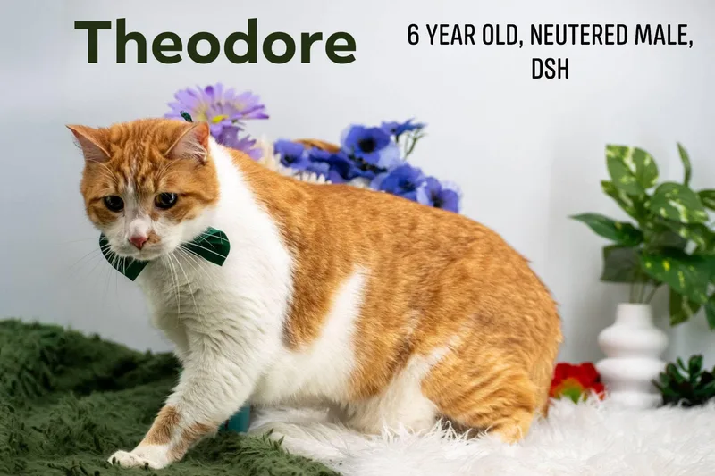An adult small-sized male Orange & White Domestic Short Hair cat named Theodore for adoption in Sevierville, TN