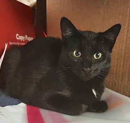 Phoebe Michelle Yr+ thumbnail 4