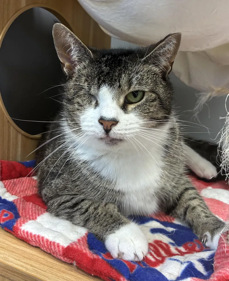 An adult large-sized female Tabby (Tiger Striped) Domestic Short Hair cat named Blinky for adoption in Breinigsville, PA