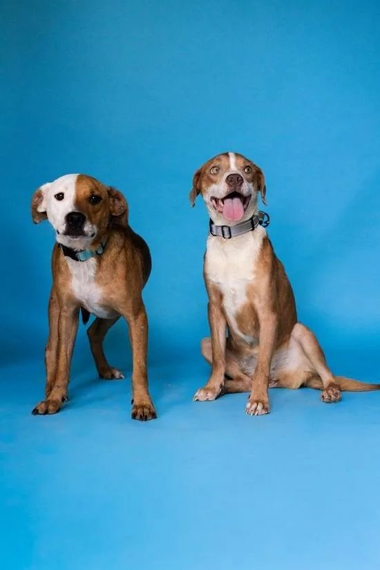An adult medium-sized female Hound dog named Cinnamon & Patches for adoption in Pegram, TN