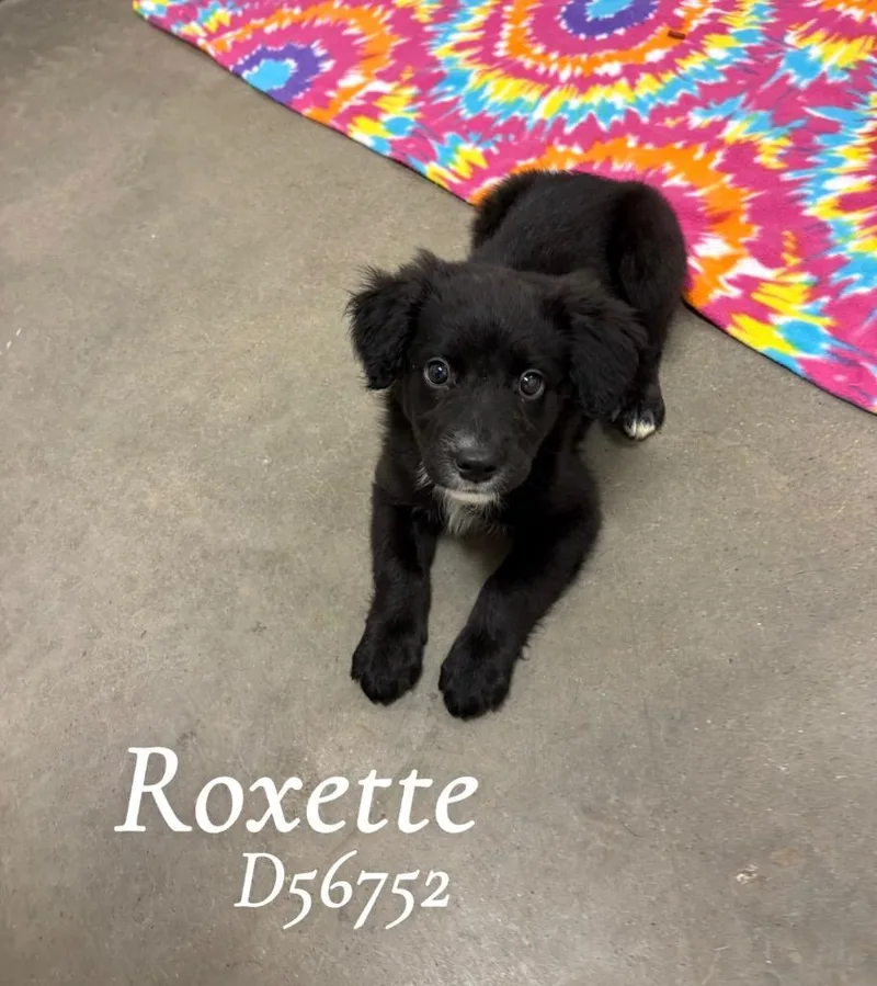 Roxette