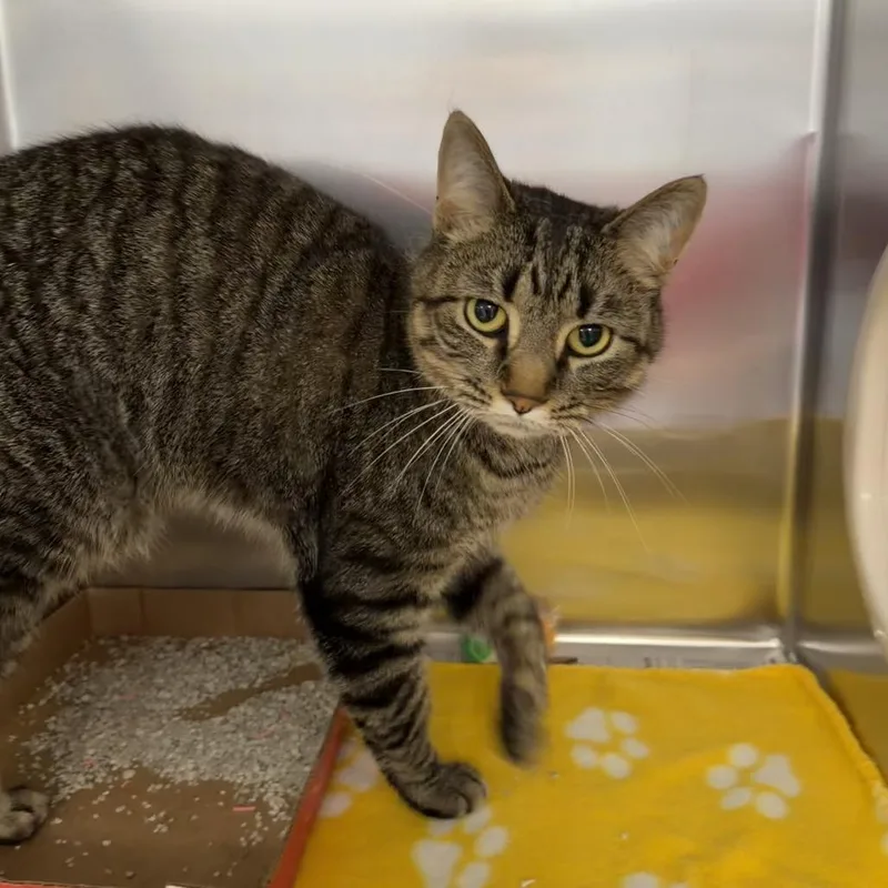 An adult medium-sized male Brown / Chocolate Domestic Short Hair cat named Henry for adoption in Martinsville, VA
