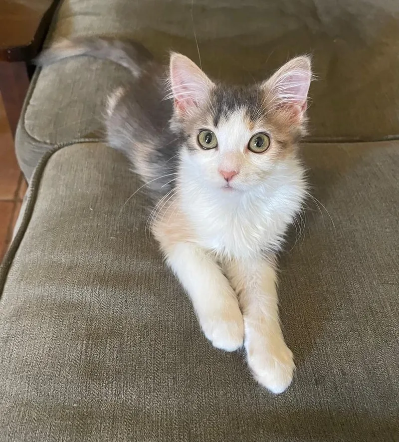 A baby small-sized female Domestic Medium Hair cat named Inky for adoption in tucson, AZ