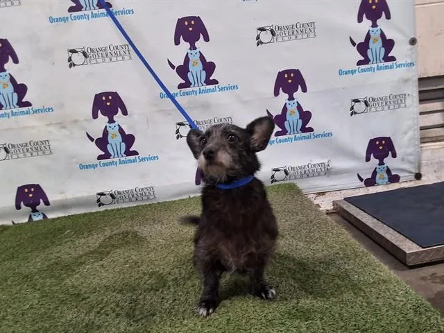 A senior small-sized female Norfolk Terrier dog named Lil'Bit for adoption in Orlando, FL