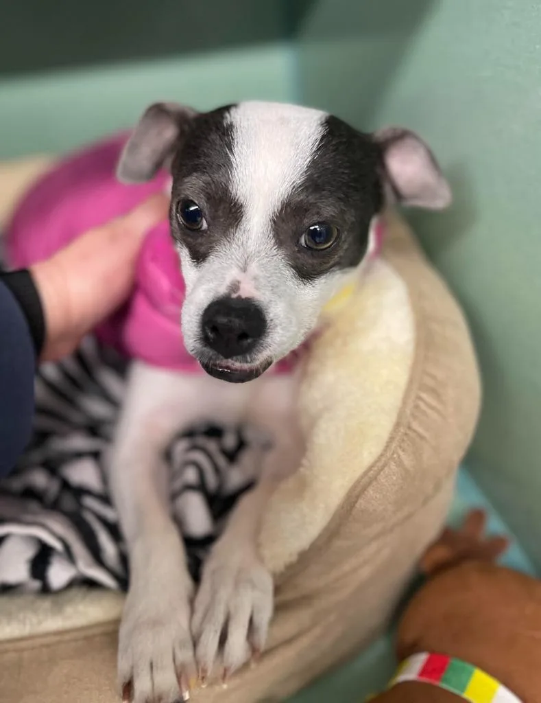 An adult small-sized male Rat Terrier dog named Elvis for adoption in Tulsa, OK
