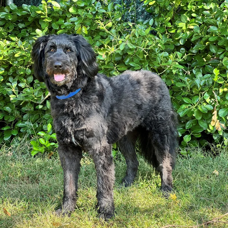 An adult large-sized male Black Standard Poodle dog named Sesame for adoption in Syosset, NY