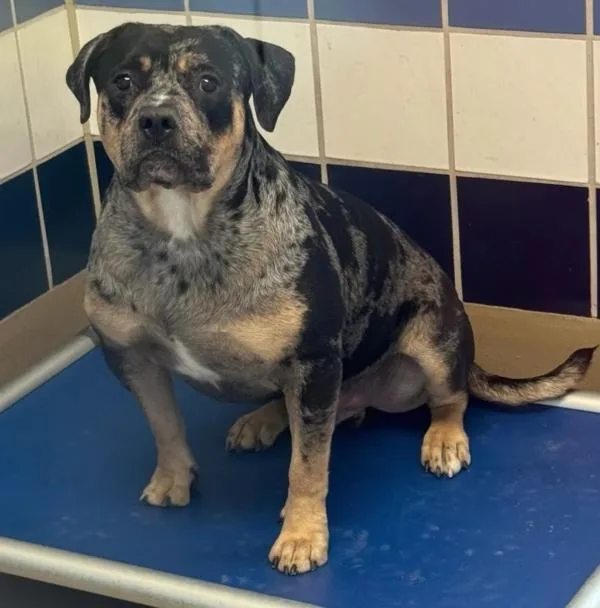 A young extra large-sized male Labrador Retriever dog named Big Boy for adoption in Austin, TX