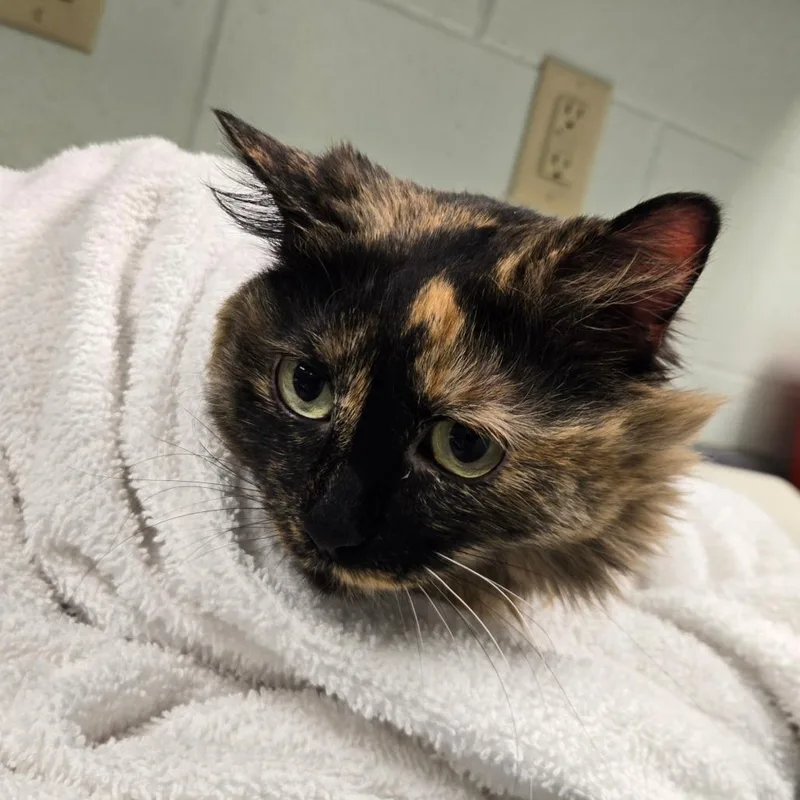 An adult medium-sized female Tortoiseshell Domestic Short Hair cat named Arial for adoption in Waukesha, WI