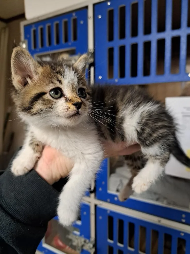 A baby medium-sized female Domestic Short Hair cat named Violet for adoption in Fayetteville, TN