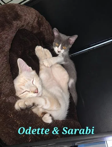 Odette & Sarabi thumbnail 4