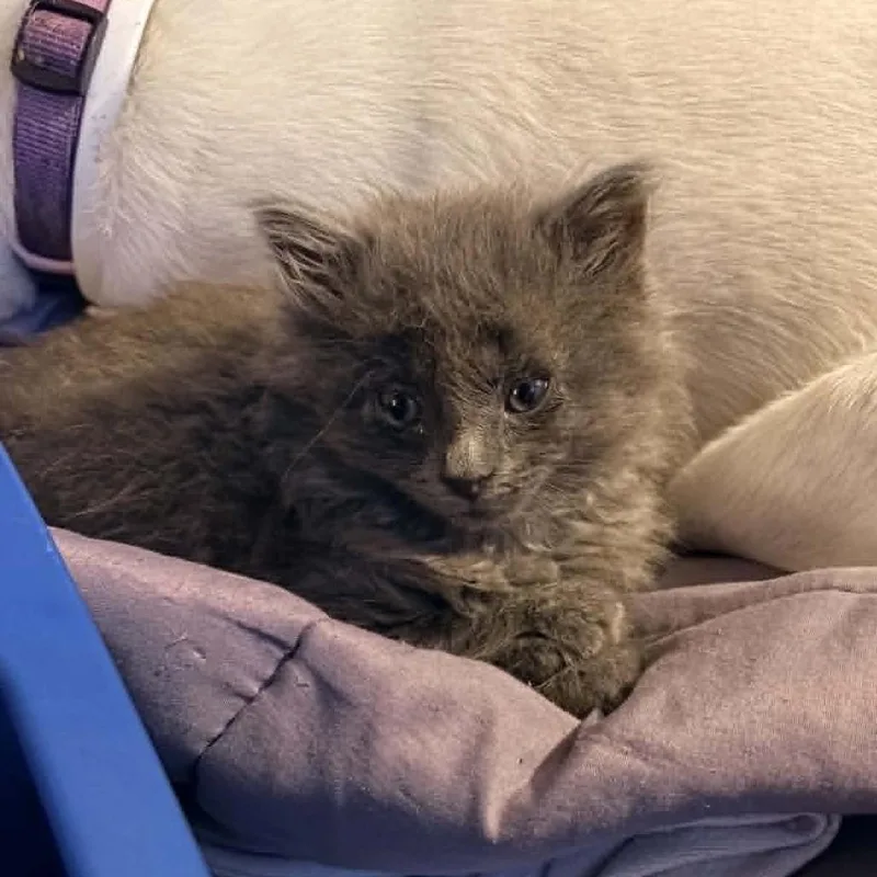 A baby small-sized female Gray / Blue / Silver Domestic Long Hair cat named Stormy for adoption in Prairie du Chien, WI