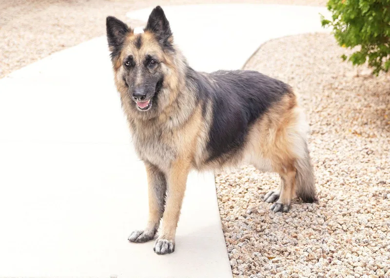 An adult large-sized female German Shepherd Dog dog named Jenna for adoption in Scottsdale, AZ