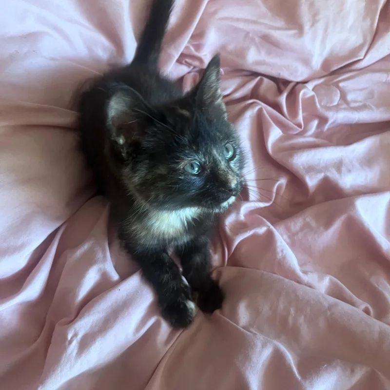 A baby medium-sized female Tortoiseshell Domestic Short Hair cat named Ember for adoption in Easley, SC