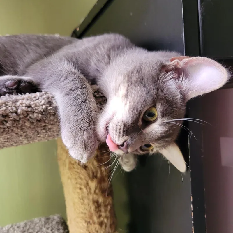 A young small-sized female Gray / Blue / Silver Domestic Short Hair cat named Sammy for adoption in Los Angeles, CA