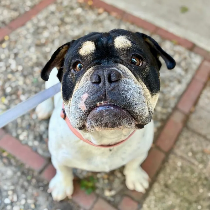 An adult medium-sized male White / Cream American Bulldog dog named Spooky for adoption in Providence, RI