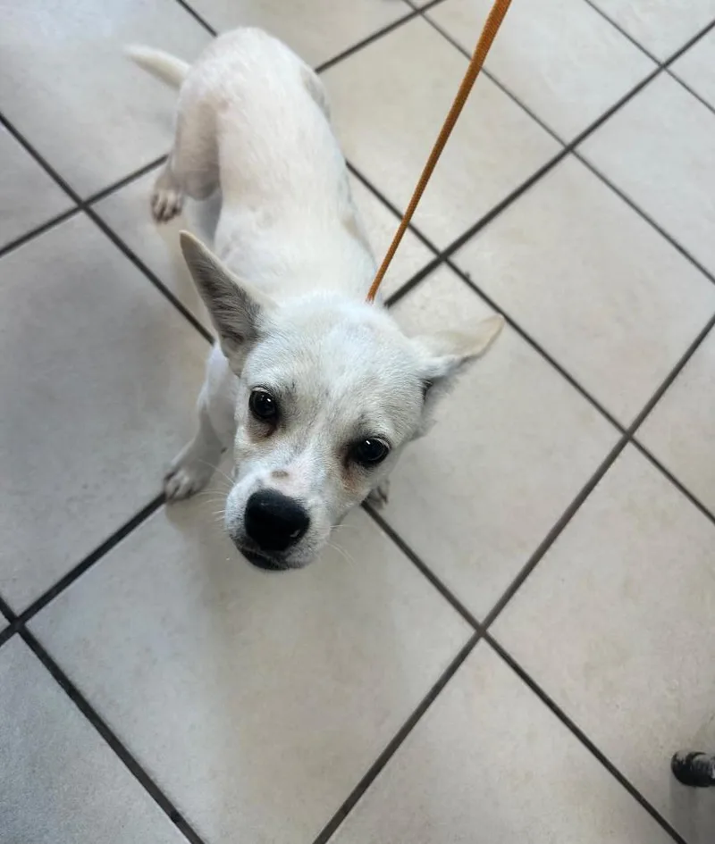A baby small-sized male Chihuahua dog named Fido for adoption in Huntsville, TX