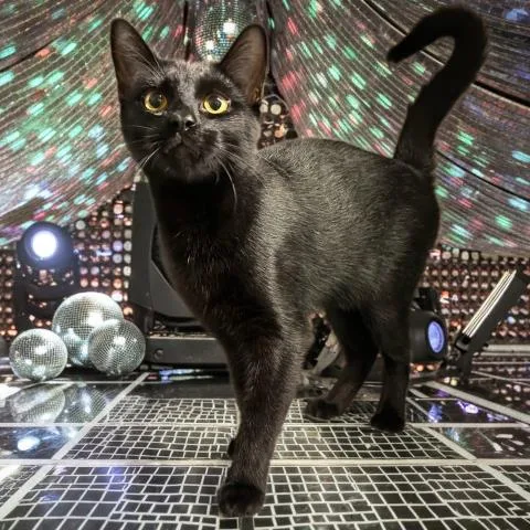 Binks