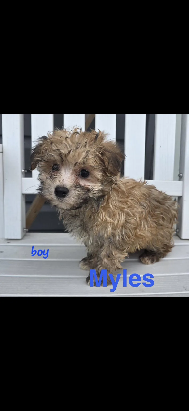 Myles