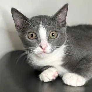A baby medium-sized female Gray / Blue / Silver Domestic Short Hair cat named Celtic Spirit for adoption in Newberg, OR