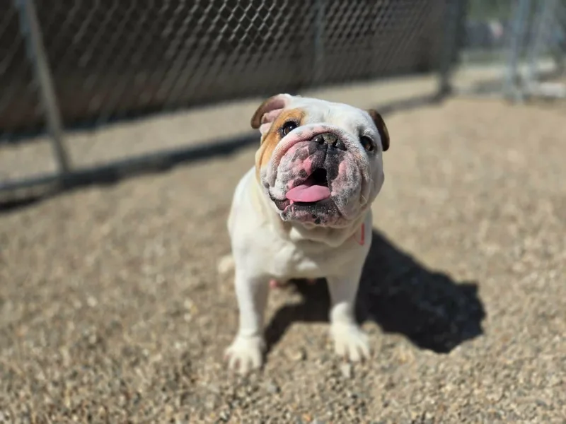 An adult medium-sized female Bulldog dog named Luna for adoption in Watertown, WI