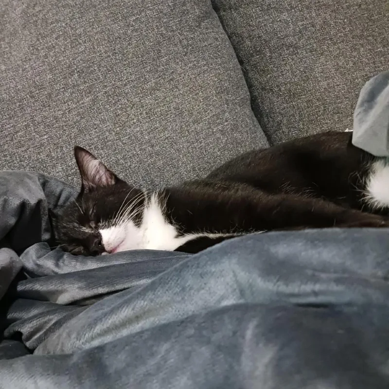 A baby medium-sized male Black Domestic Short Hair cat named Pepe for adoption in San Antonio, TX