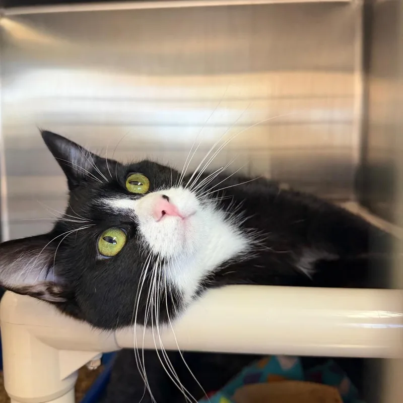 A young medium-sized male Domestic Short Hair cat named Domino for adoption in Los Angeles, CA