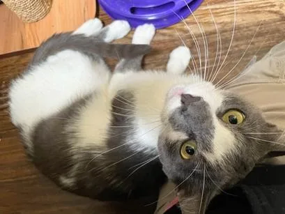 A young medium-sized male Gray & White Domestic Short Hair cat named Moonlight for adoption in San Francisco, CA