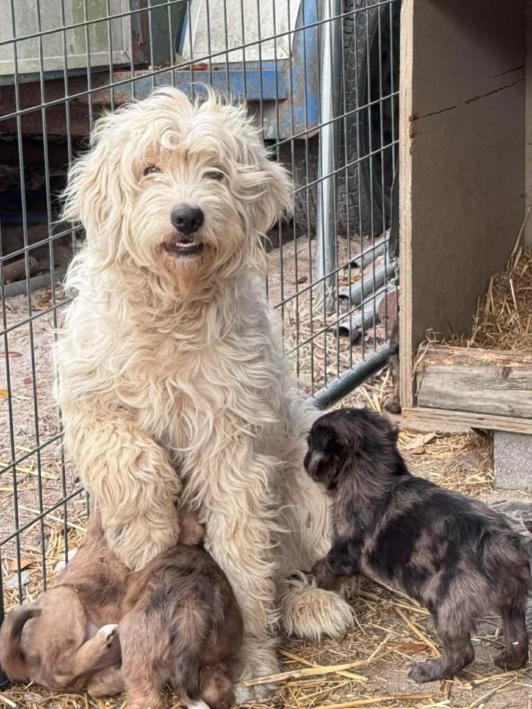 Sweet Pea thumbnail 2