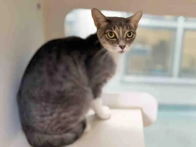 A young medium-sized female Domestic Short Hair cat named Lottie for adoption in Bonita, CA