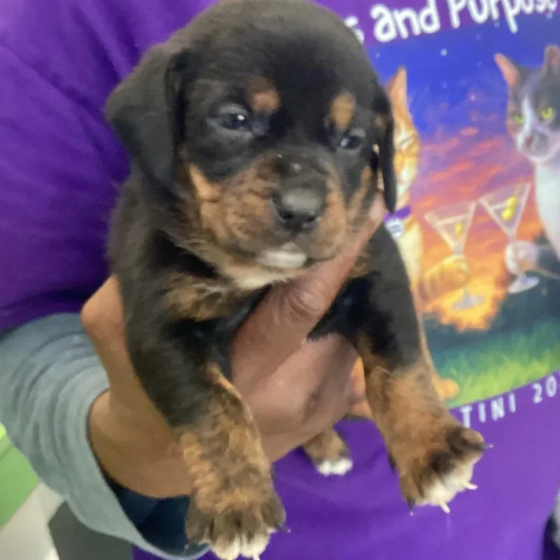 A baby small-sized female Black Chocolate Labrador Retriever dog named Shonnie for adoption in Montgomery, AL